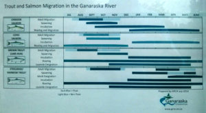 Trout & Slamon Migration in the Ganaraska River
